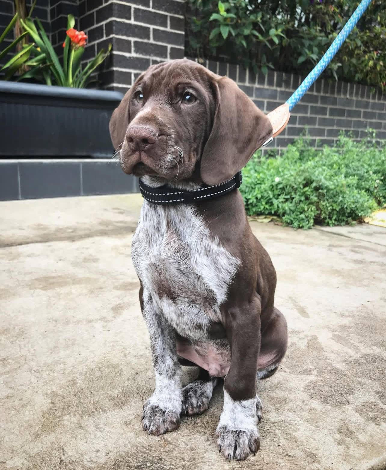 Batman the German Shorthair Pointer